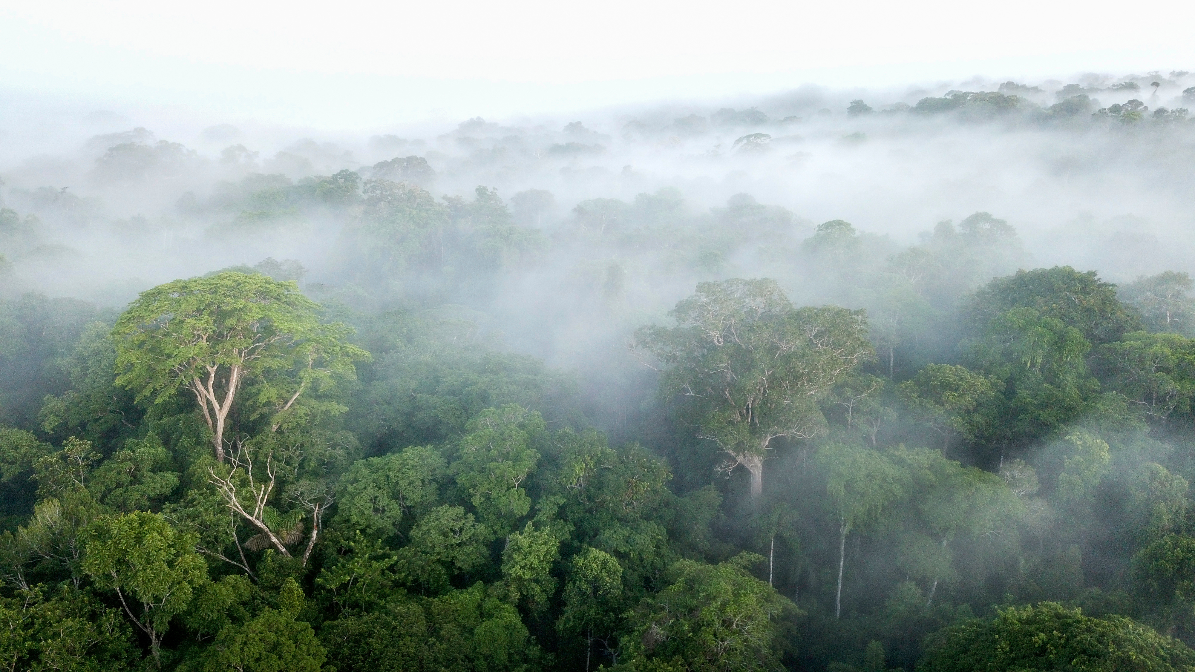 A view from above of a tropical forest with a thin layer of clouds.